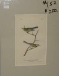 Audubon print Golden-Winged Swamp Warbler