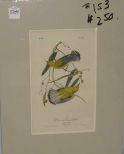 Audubon print Prothonotary Swamp Warbler