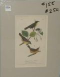 Audubon print Maryland Ground Warbler
