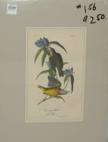 Audubon print Connecticut Warbler