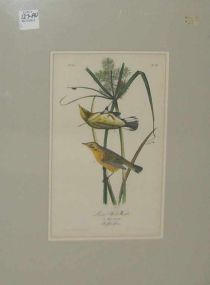 Audubon print Prairie Wood-Warbler