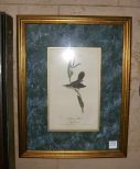 Audubon print Short Build Marsh Wren, Framed Audubon Print