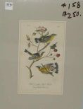 Audubon print Black and Yellow Wood-Warbler