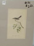 Audubon print Mountain Mocking Bird