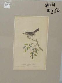 Audubon print Mountain Mocking Bird