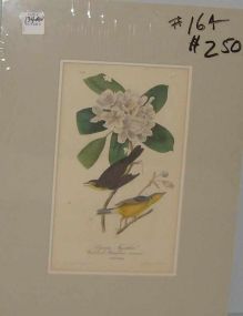 Audubon print Canada Flycatcher