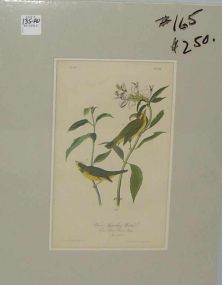 Audubon print Wilson's Flycatching Warbler