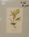 Audubon print Kentucky Flycatching-Warbler