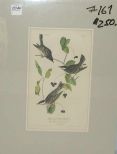 Audubon print Black-Poll Wood-Warbler