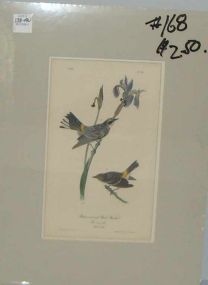 Audubon print Yellow-Crowned Wood-Warbler