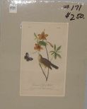 Audubon print Swainson's Swamp Warbler
