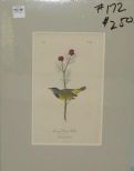 Audubon print Mourning Ground Warbler