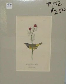 Audubon print Mourning Ground Warbler
