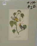 Audubon print Hemlock Warbler