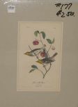 Audubon print Hermit Wood-Warbler