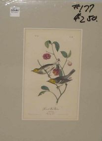 Audubon print Hermit Wood-Warbler