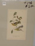 Audubon print Cape May Wood Warbler