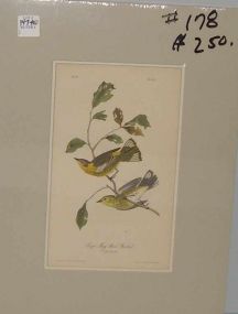 Audubon print Cape May Wood Warbler