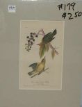 Audubon print Worm-Eating Swamp-Warbler