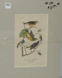 Audubon print Yellow Red-Poll Wood Warbler