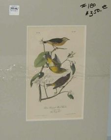 Audubon print Yellow Red-Poll Wood Warbler