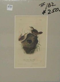 Audubon print Short-Billed Marsh Wren