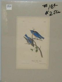 Audubon print Western Blue Bird