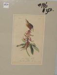 Audubon print Great Carolina Wren