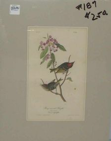 Audubon print Ruby-Crowned Kinglet