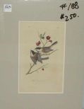 Audubon print Black Cap Titmouse