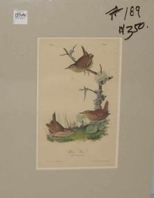 Audubon print Winter Wren