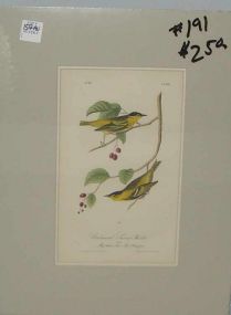 Audubon print Carbonated Swamp-Warbler