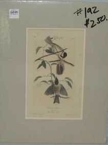 Audubon print Carolina Titmouse