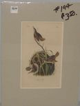 Audubon print Marsh Wren