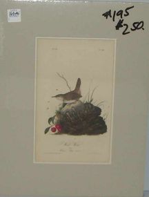 Audubon print Wood Wren