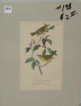 Audubon print Nashville Swamp Warbler