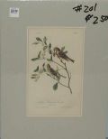 Audubon print Lesser Redpoll Linnet