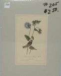 Audubon print Grey Crowned Purple Finch