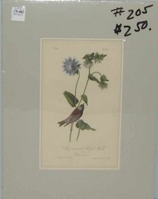 Audubon print Grey Crowned Purple Finch