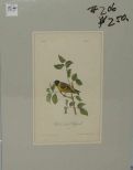Audubon print Black-Headed Gold Finch