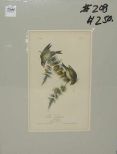 Audubon print Pine Linnet