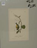 Audubon print Arkan Saw Gold Finch