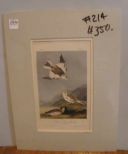 Audubon print Snow Lark Bunting