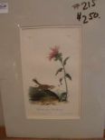 Audubon print Chestnut-Collared Lark Bunting