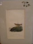 Audubon print Painted Lark Bunting