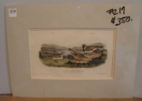 Audubon print Lapland Lark Bunting