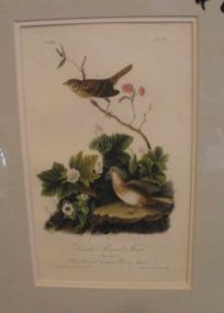 Audubon print Lincoln's Pinewood Finch