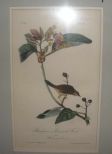 Audubon print Bachman's Pinewood Finch
