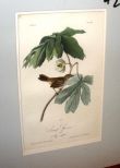 Audubon print Swamp Sparrow