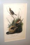Audubon print Sharp-Tailed Finch